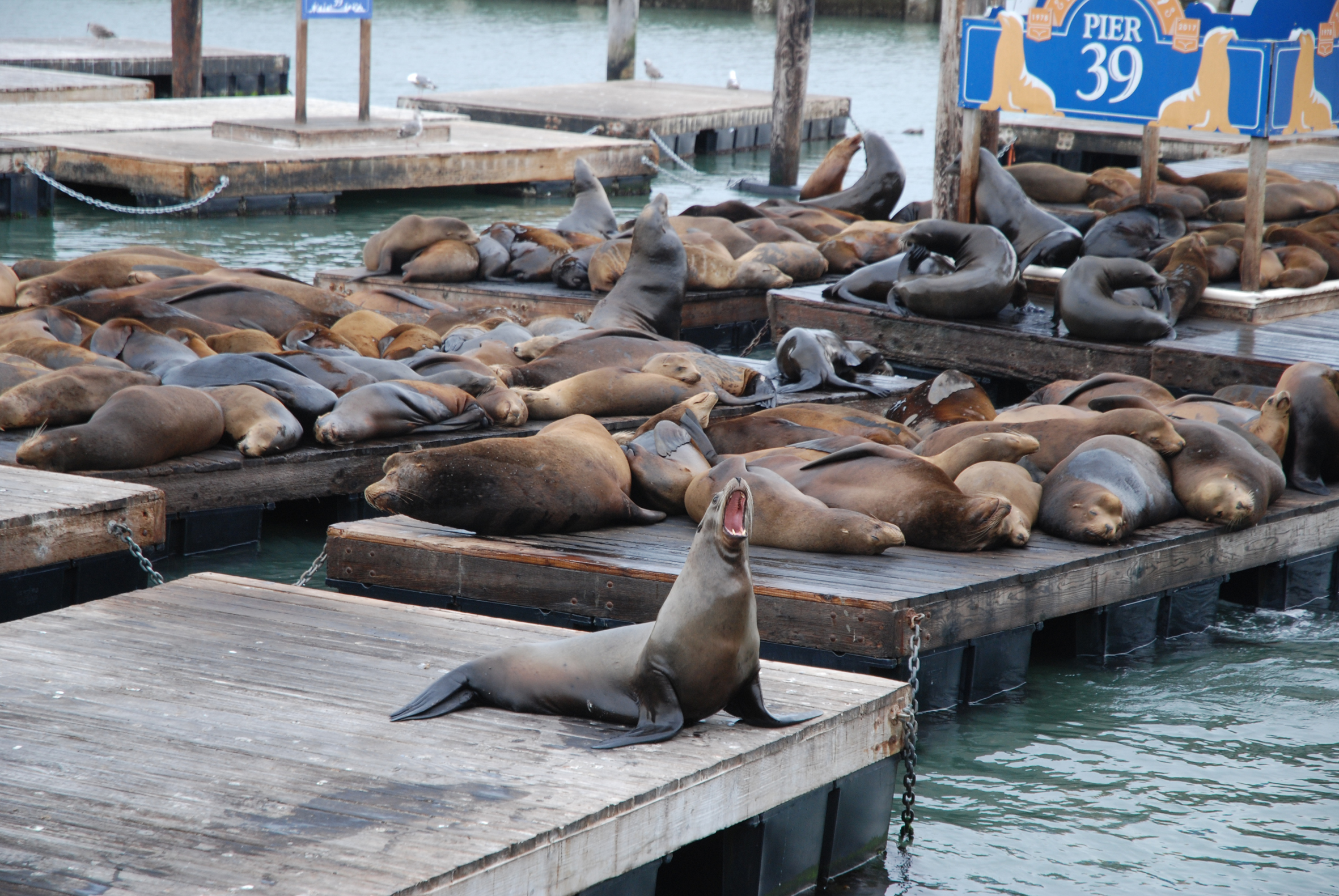 Pier 39 - San Francisco - California