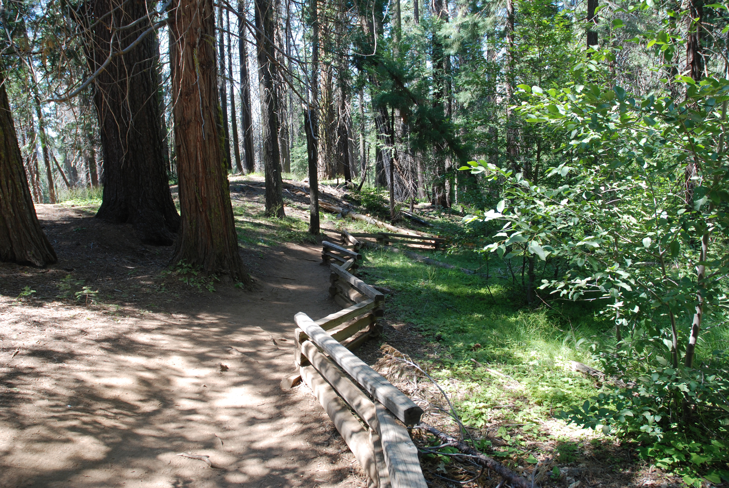 Tuolumne Meadows trail sequoia - Yosemite - California