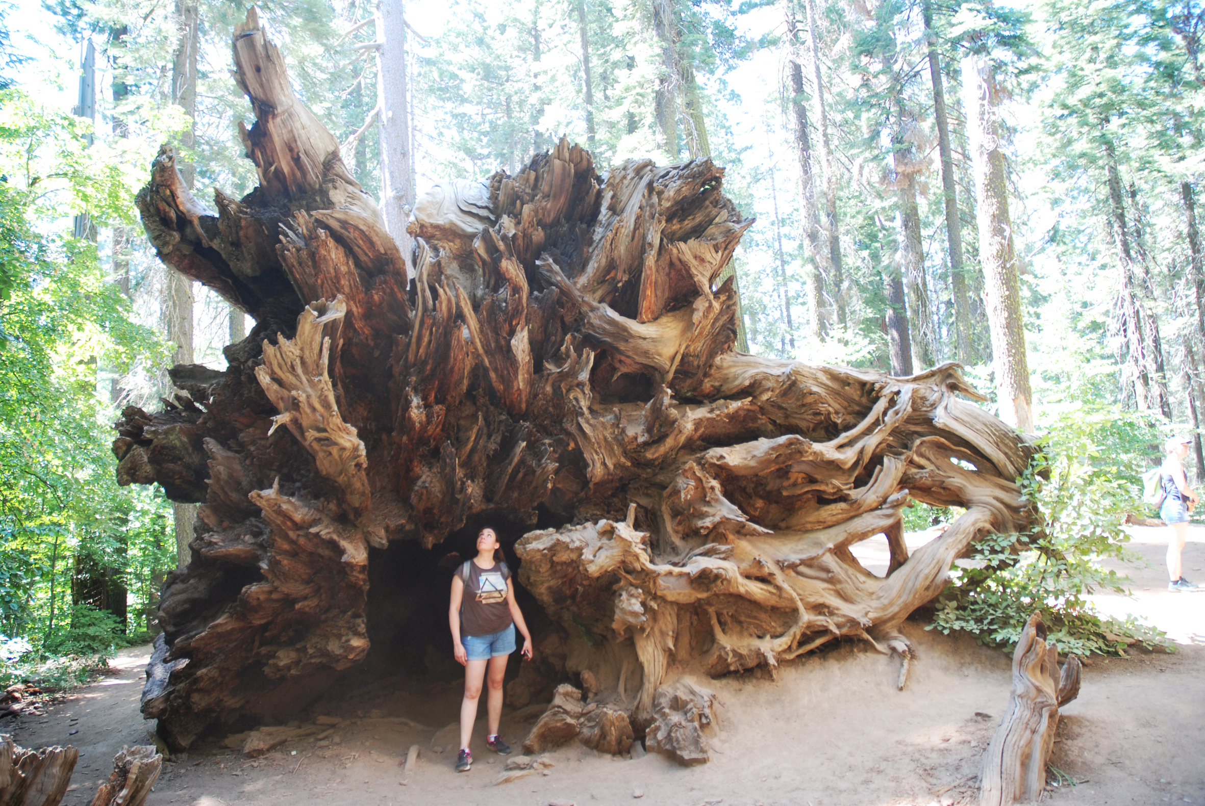 Tuolumne Meadows trail sequoia - Yosemite - California