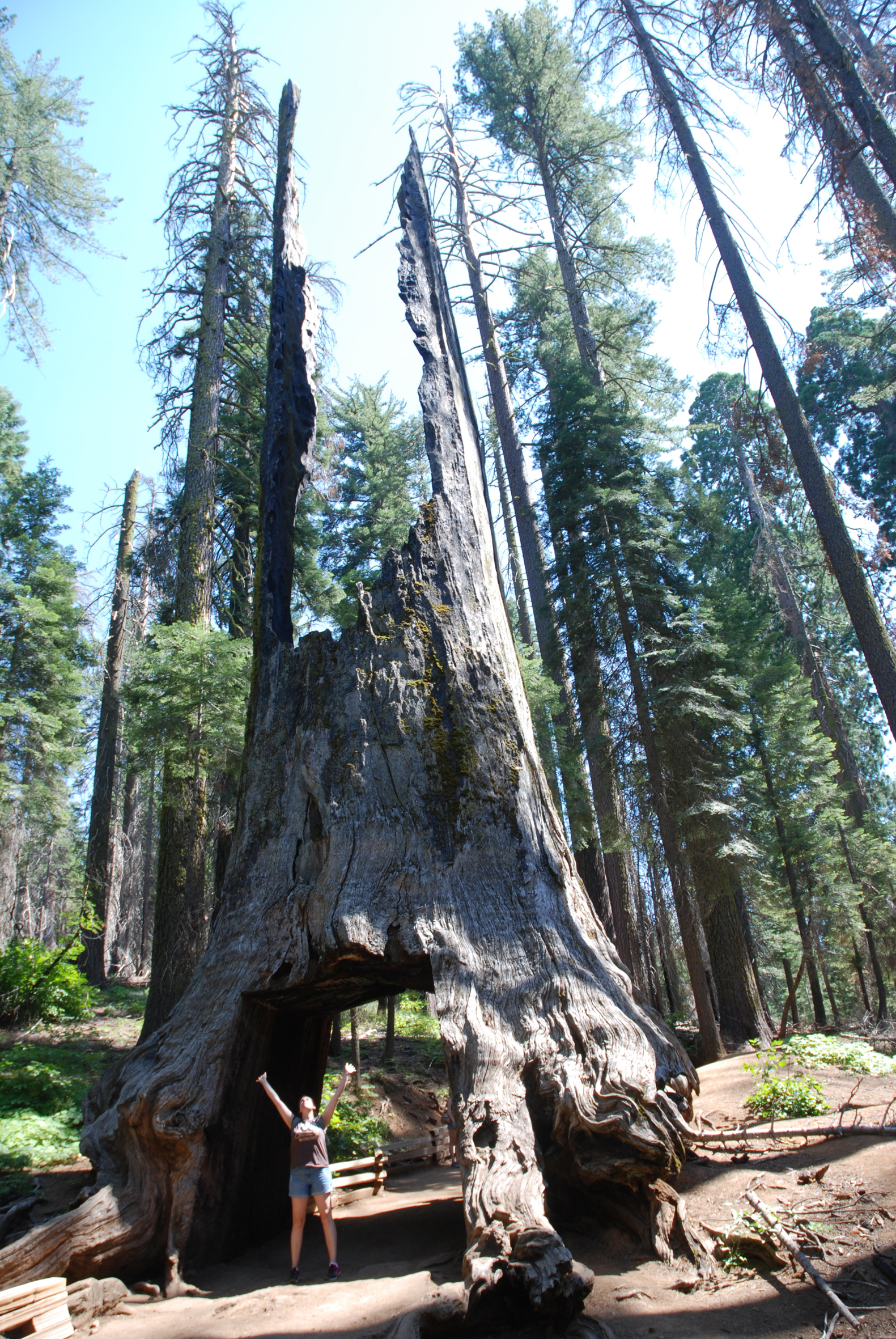 Tuolumne Meadows trail sequoia - Yosemite - California