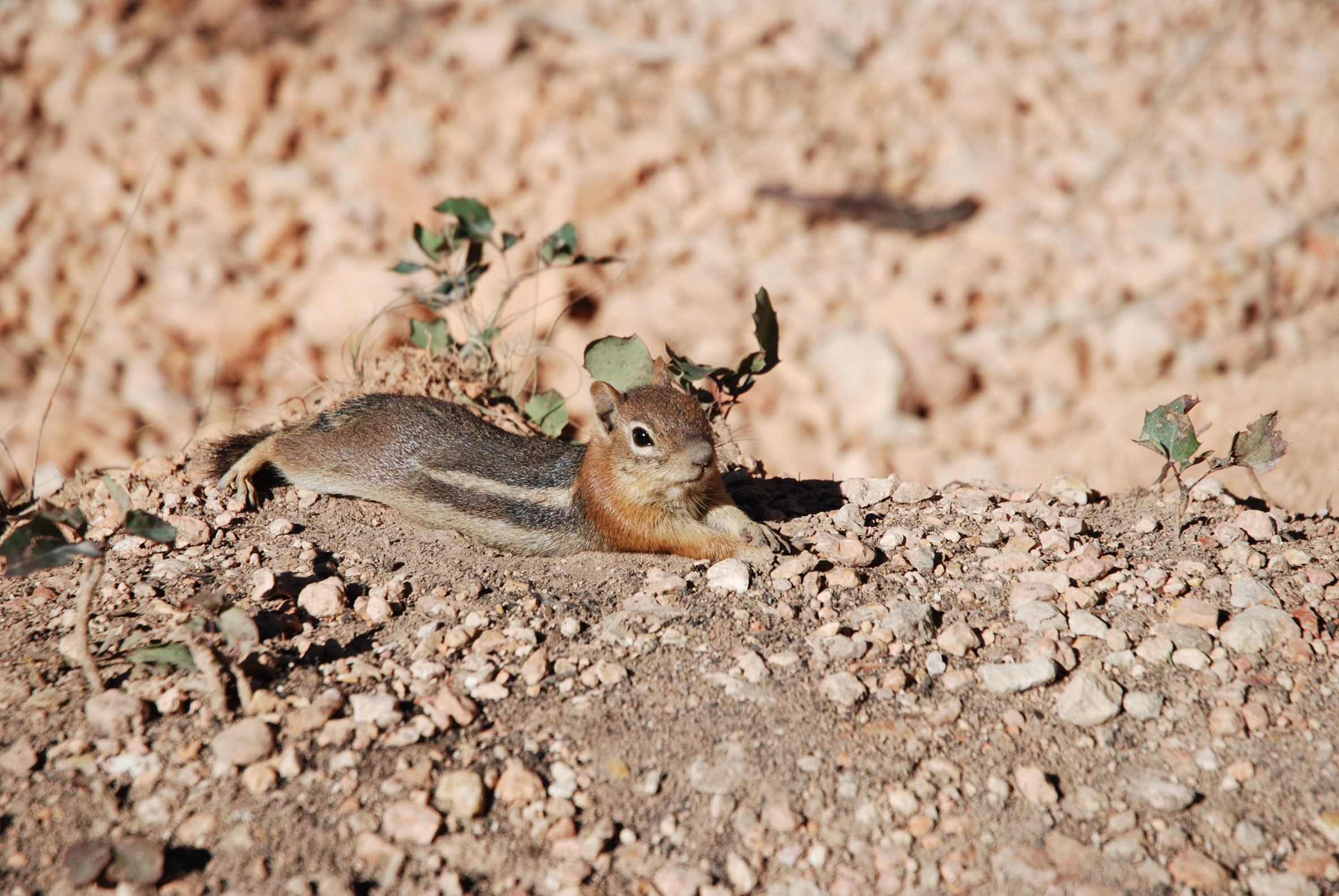Squirrel - scoiattolo - Bryce Canyon - Utah