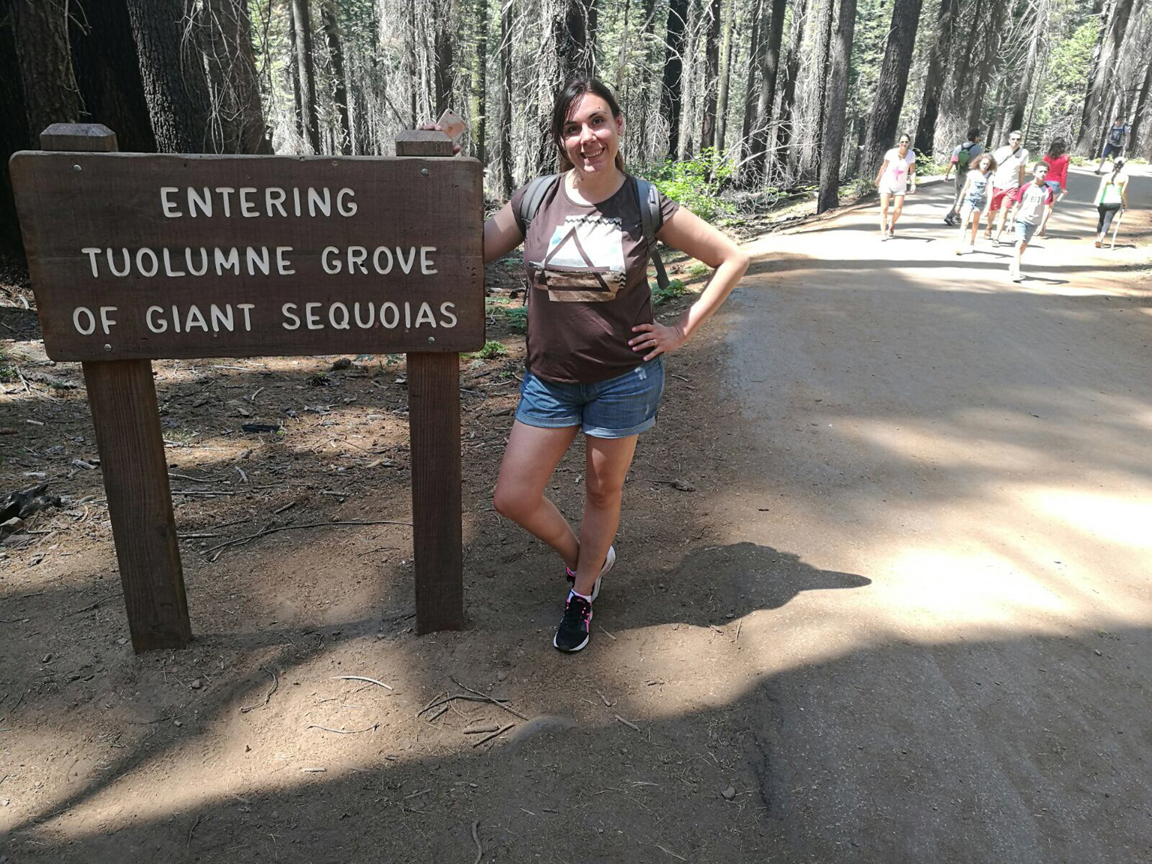 Tuolumne Meadows trail sequoia - Yosemite - California