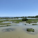 Laguna all'Isola della Cona - Foce dell'Isonzo