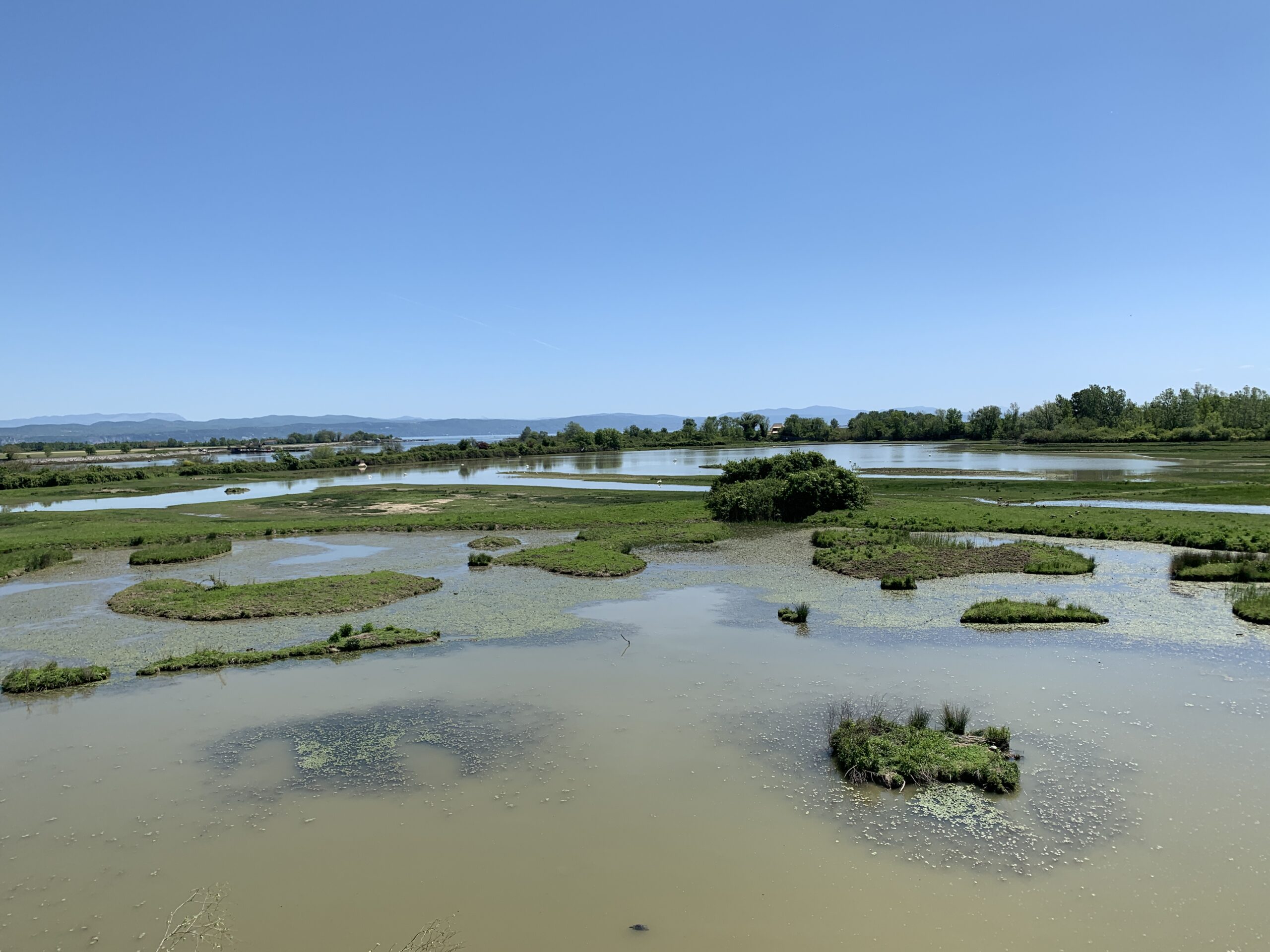 Laguna all'Isola della Cona - Foce dell'Isonzo