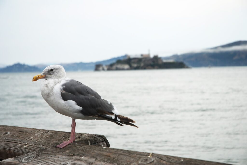 Gabbiano sull'isola di Alcatraz - San Francisco - California